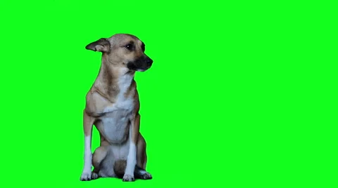 Dog  sitting Stock Footage 48806488