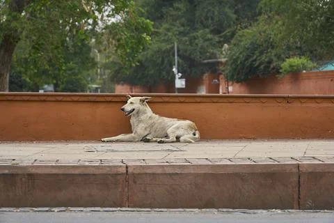 A dog is sitting on the footpath Stock Photos