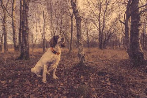 Dog sitting in the forest Stock Photos