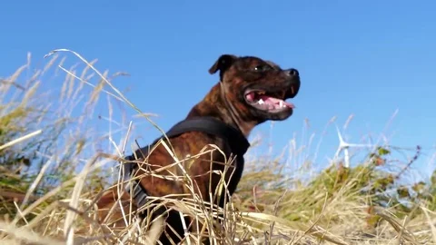 Dog sitting in grass 4k clip Stock Footage 69088812