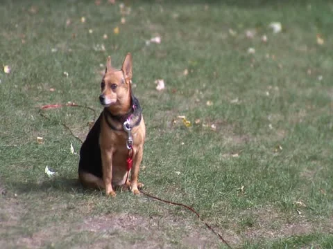 Dog sitting on grass Видео 20495883