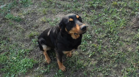 Dog Sitting On Grass Stock Footage 54256436