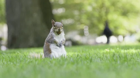 A dog sitting in the grass Video stock 155402049