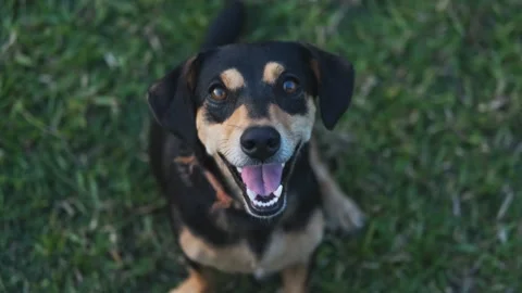 A dog sitting in the grass Vidéo 156845688
