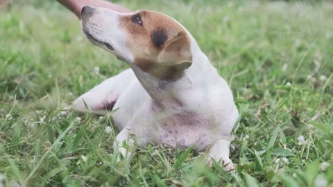 A dog sitting in the grass 스톡 동영상 157868474