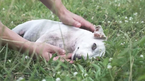 A dog sitting in the grass 库存影片 157870863