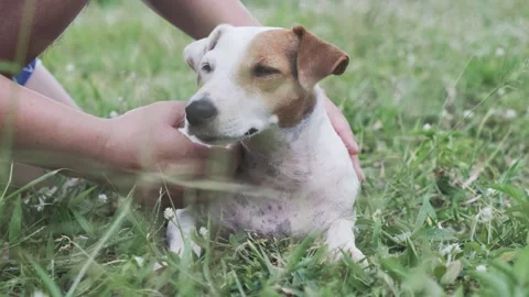 A dog sitting in the grass 库存影片 157871099