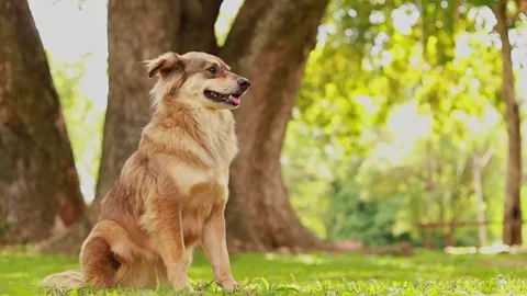 Dog sitting in the grass Stock Footage 164670429