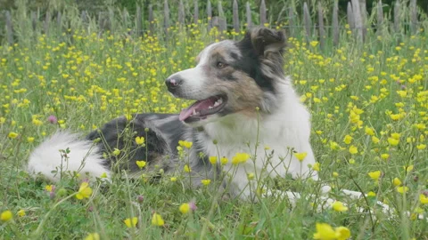 Dog sitting on grass Outdoors, Close-Up Slow Motion (24fps slow-mo / Rec709) Stock Footage 340567235