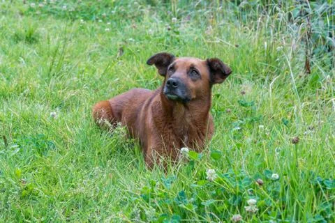 Dog sitting on the grass Foto stock