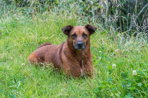 Dog sitting on the grass Stock Photos