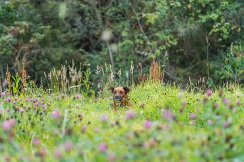 Dog sitting on the grass Stock Photos