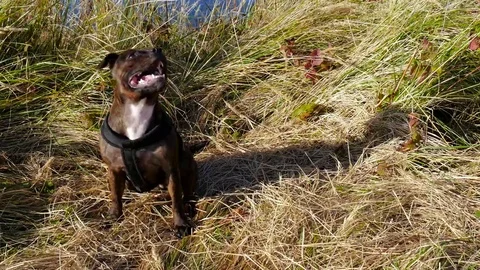 Dog sitting in grass playing 4k. 動画素材 69088796