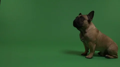 Dog sitting on a green background Stock Footage 103040840