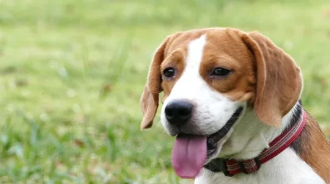 Dog sitting on green grass. Stock Footage 63140190