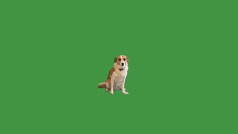 Dog sitting on green screen Video stock 98778345