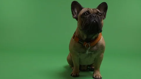 Dog sitting on a green screen Stock Footage 103042176