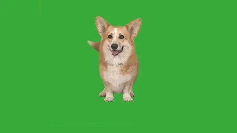 Dog is sitting on green screen Stock Footage 130726843