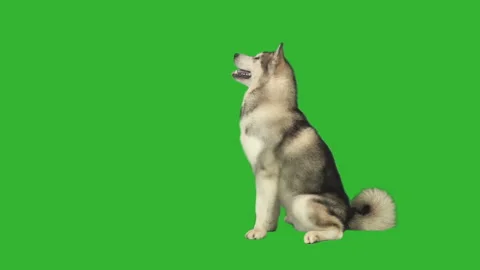 Dog sitting on a green screen, side view Stockbeeldmateriaal 146030032