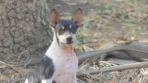 Dog sitting on the ground Video stock 101854538