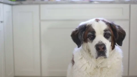 Dog sitting in kitchen, camera right Stock Footage 76199244
