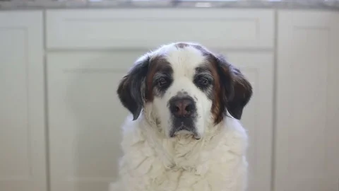 Dog sitting in kitchen, video Stock Footage 76199233