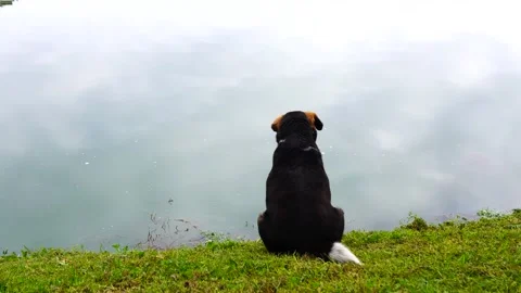 The dog is sitting by the lake Stock Footage 154271324