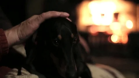 Dog sitting on the laps of the master Stock Footage 75627298