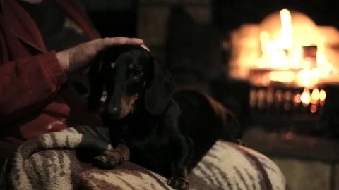 Dog sitting on the laps of the master Stock Footage 75627442