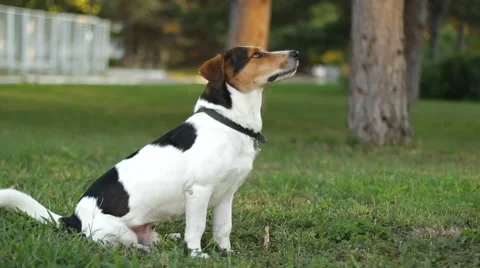 Dog Sitting On The Lawn Video stock 51968131