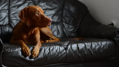 Dog sitting at leather couch 2 Stock Footage 148395831