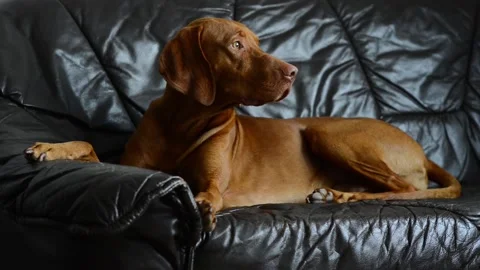 Dog sitting at leather couch Stock Footage 148119996