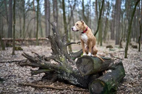 Dog sitting on a log in the forest Stock Photos