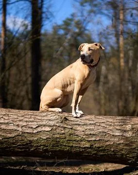 A dog sitting on a log Stock Photos