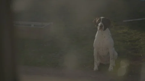 A dog sitting looking at a window 1 Stock Footage 103822747