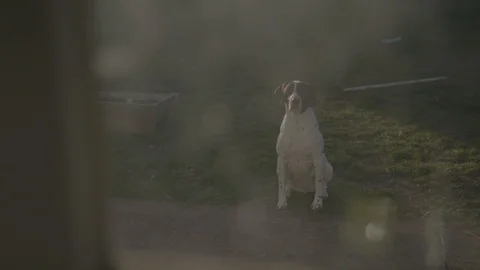 A dog sitting looking at a window 2 Stock Footage 103822898