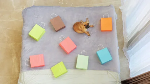 Dog sitting on made bed among colorful paper bags, looking up, top-down shot Stock Footage 313650188