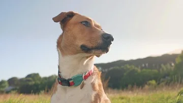 Dog sitting in meadow 스톡 동영상 85653611