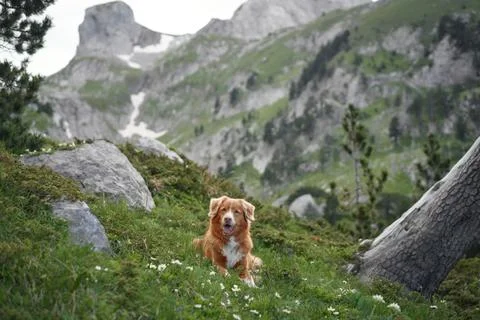 Dog sitting in a mountain forest Stock Photos