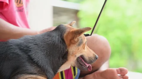 A dog sitting next to a man working on a laptop Stock-Footage 136528518