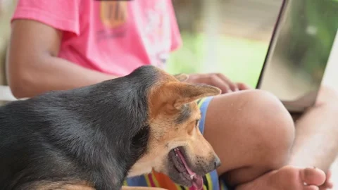 A dog sitting next to a man working on a laptop Stock Footage 136528618