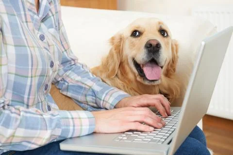 Dog Sitting Next To Owner Using Laptop Stock Photos