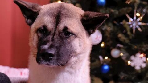 The dog is sitting next to the tree and a woman is stroking it. A sad dog Stock Footage 124977404