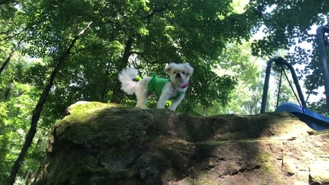 Dog sitting outside on a large rock in the shade Stock Footage 113530393