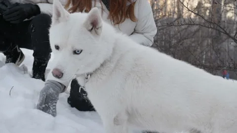 Dog sitting at owners Video stock 87367670