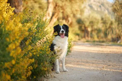 Dog sitting by a path Stock Photos