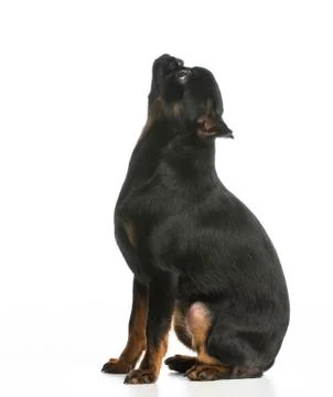 Dog sitting Stock Photos