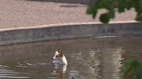 Dog sitting in the pool Stock Footage 91924528