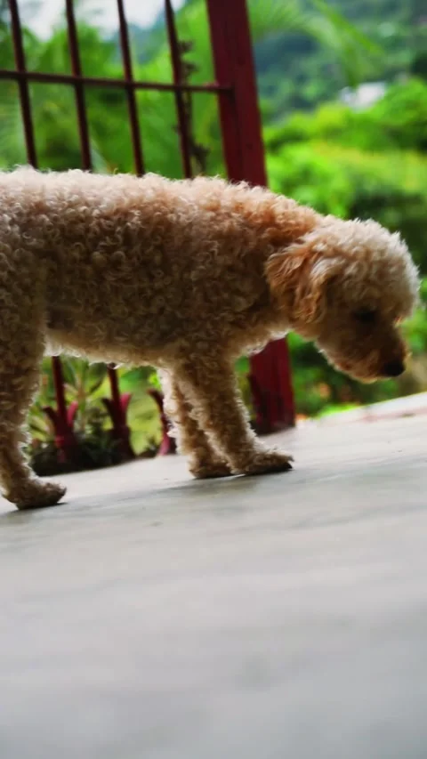 Dog Sitting in Pool Stock Footage 311550983