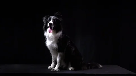 A dog is sitting pretty after the command from the dog handler Stock Footage 104399743